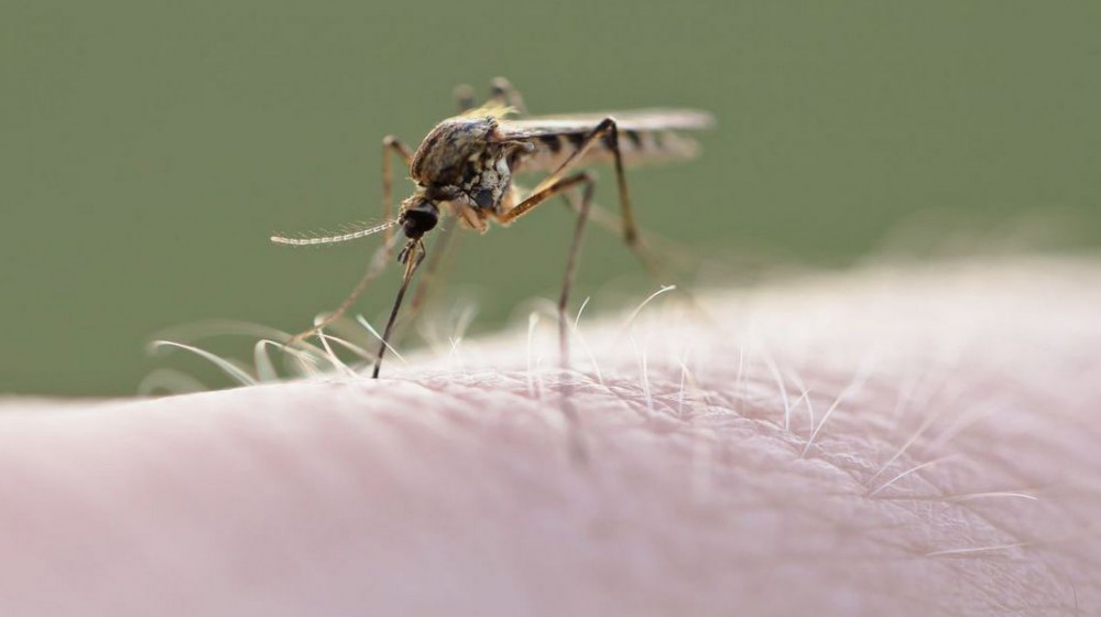 ΚΟΥΝΟΥΠΙΑ: Τα λιμνάζοντα νερά είναι η αιτία του ...κακού