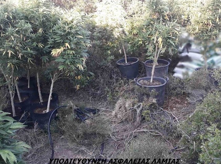 ΑΤΑΛΑΝΤΗ: Δυο αδέρφια καλλιεργούσαν μεγάλη χασισοφυτεία