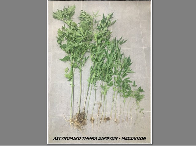 ΔΗΜΟΣ ΔΙΡΦΥΩΝ-ΜΕΣΣΑΠΙΩΝ: Συνελήφθη γυναίκα για καλλιέργεια δενδρυλλίων κάνναβης (φωτό)