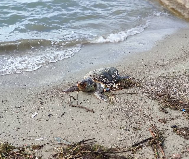 ΧΑΛΚΙΔΑ: Μεγάλη χελώνα εμφανίστηκε στην πλαζ Σουβάλα - Λιμενικοί την έβαλαν στη θάλασσα και ξαναβγήκε