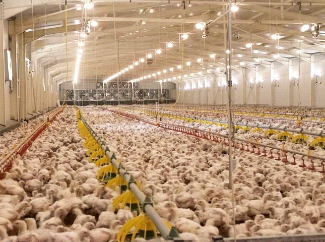 ΚΑΣΤΕΛΛΑ: Φωτιά σε πτηνοτροφείο προκάλεσε μεγάλη καταστροφή