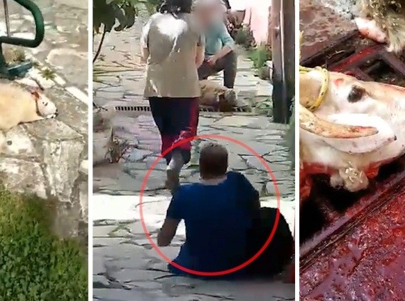 Σε δίκη παραπέμφθηκαν τρεις συλληφθέντες που έσφαζαν αρνιά στα καντούνια της Κέρκυρας