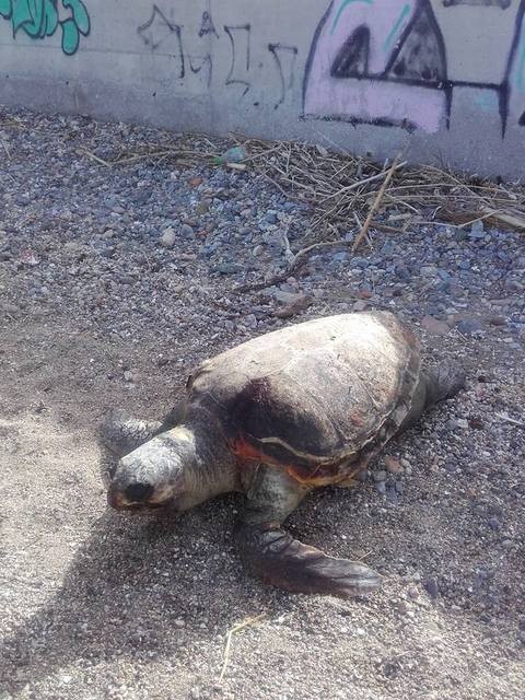 Νεκρή χελώνα και στην Έξω Παναγίτσα