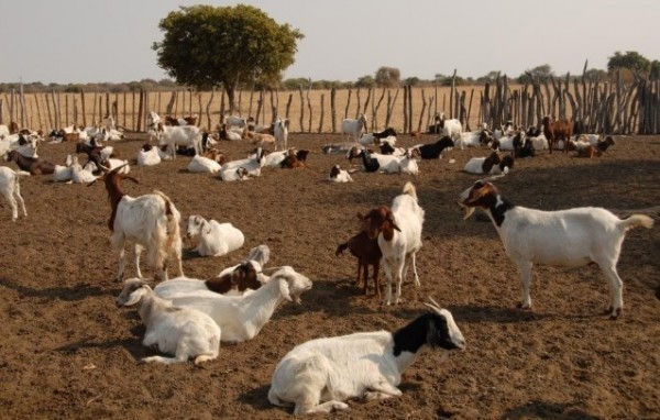 Η πανώλη των μηρυκαστικών απειλεί την ελληνική κτηνοτροφία