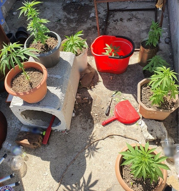 ΣΤΕΡΕΑ ΕΛΛΑΔΑ: Φύτεψε χασίς σε γλάστρες και το καλλιεργούσε στην αυλή του σπιτιού του (φωτό)