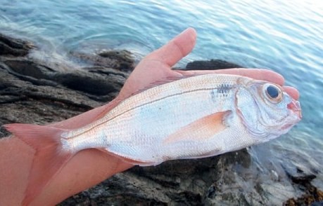 Ούτε τσιπούρες, ούτε μπαλάδες στο Πάρκο του Λαού