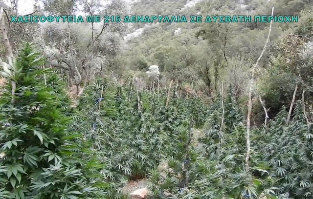 ΑΡΑΧΩΒΑ: Με ελικόπτερο εντοπίστηκε χασισοφυτεία με 216 δενδρύλλια σε ορεινή και δύσβατη περιοχή