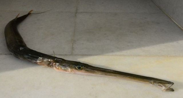 Εμφανίστηκε δηλητηριώδη ψάρι