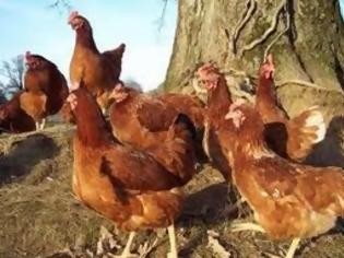Έκλεψαν κότες και τις έφαγαν ωμές!