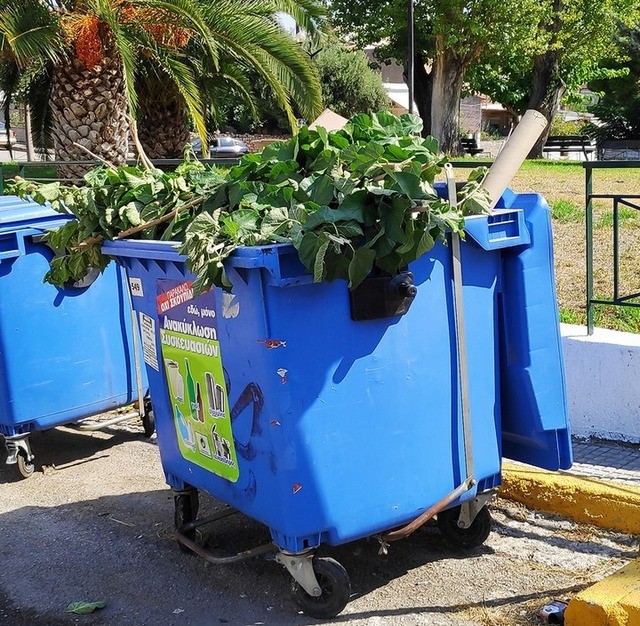 ΧΑΛΚΙΔΑ: Φύλλα από μουριές στον κάδο ανακύκλωσης