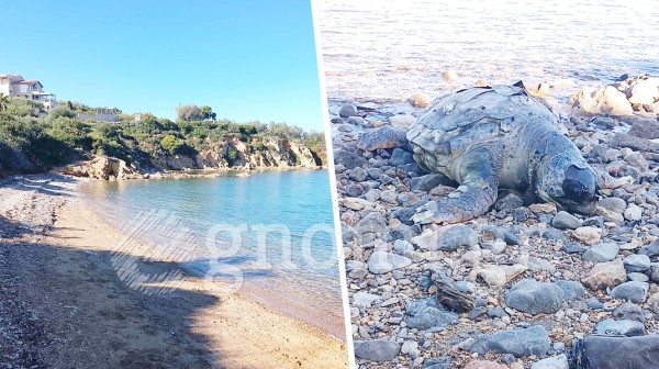 ΧΑΛΚΙΔΑ: Νεκρή θαλάσσια χελώνα ξεβράστηκε σε παραλία
