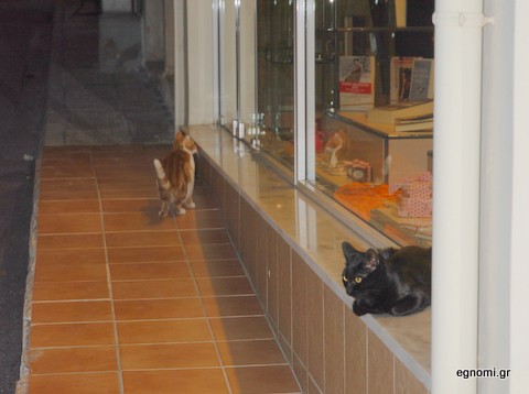 Γάτα ασορτί με το πλακάκι του πεζοδρομίου