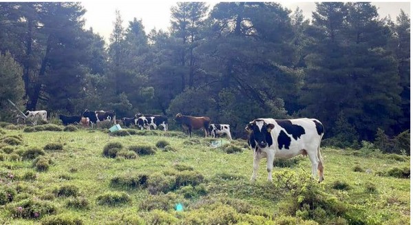 ΒΟΡΕΙΑ ΕΥΒΟΙΑ: Πληρώνεται η ενίσχυση de minimis στους εκτροφείς βοοειδών