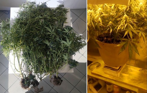 ΧΑΛΚΙΔΑ: Υδροπονική καλλιέργεια κάνναβης από Έλληνα μέσα στο σπίτι του (ΦΩΤΟ)