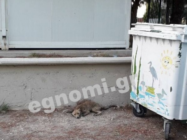 Άρρωστο αλεπουδάκι βρήκε καταφύγιο στο Γυμνάσιο Λαμψάκου