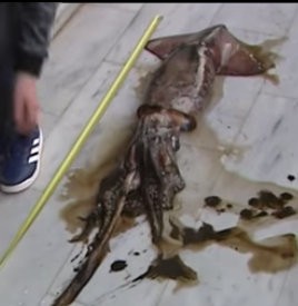 10χρονος έπιασε γιγάντιο θράψαλο!