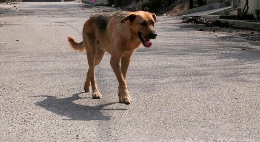 ΧΑΛΚΙΔΑ: Έριξαν φόλες στην περιοχή Τέννις και στη Λιανή Άμμο