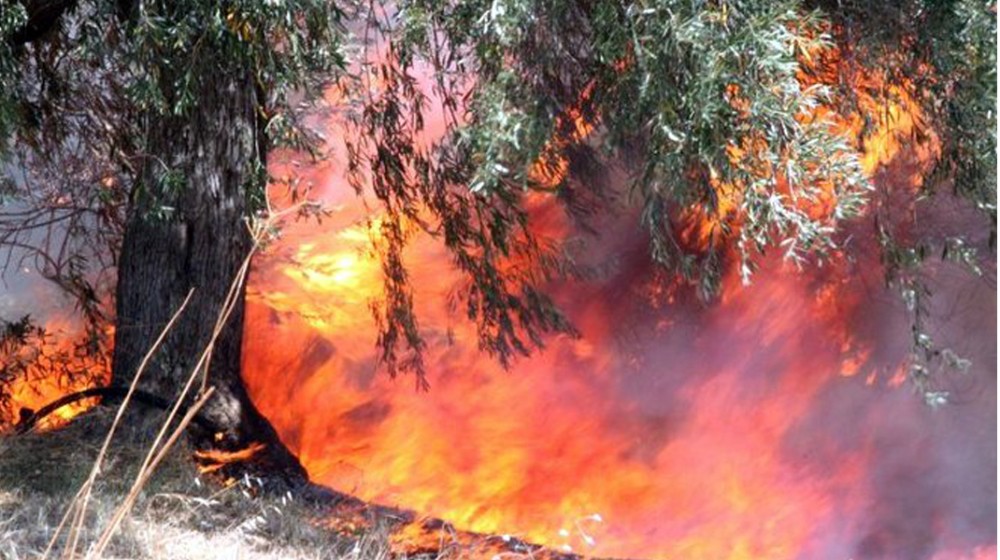 ΔΗΜΟΣ ΔΙΡΦΥΩΝ-ΜΕΣΣΑΠΙΩΝ: Περίπου 1.000 στρέμματα η ζημιά από τη φωτιά- Ξεκινούν οι αιτήσεις αποζημίωσης