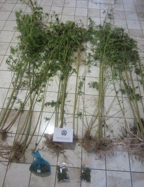 Καλλιεργούσε 30 δενδρύλλια χασίς στο σπίτι του