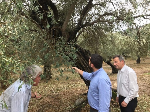 ΕΥΒΟΙΑ: Μεγάλες ζημιές στα ελαιόδεντρα από το χαλάζι