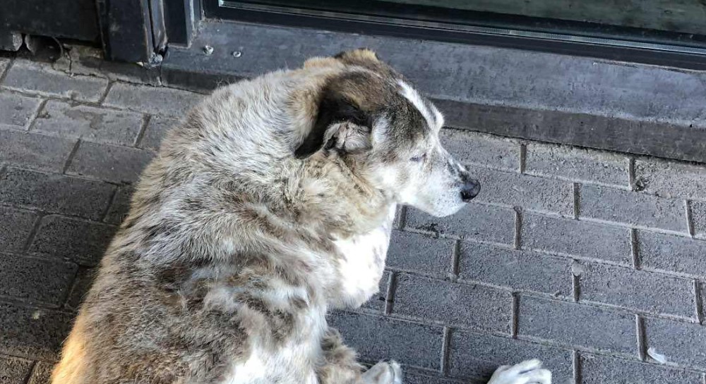 ΧΑΛΚΙΔΑ: Θλίψη για τον Τάσο, το αγαπημένο αδέσποτο της παραλίας