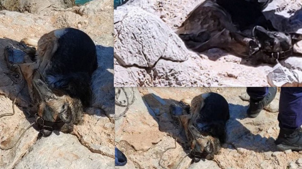 ΚΤΗΝΩΔΙΑ: Έβαλαν πέτρα στο λαιμό σκύλου και τον πέταξαν δεμένο στη θάλασσα