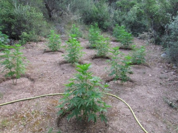 Εντοπίστηκε ...δάσος με χασισόδεντρα