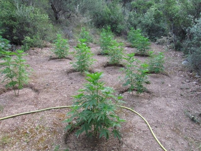 Εντοπίστηκε ...δάσος με χασισόδεντρα
