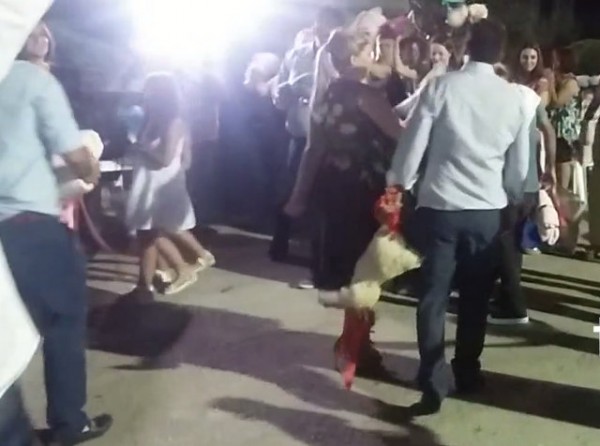 Χαμός με τον χορό στο γάμο και τον ζωντανό κόκορα που κρατάνε ανάποδα (VIDEO)