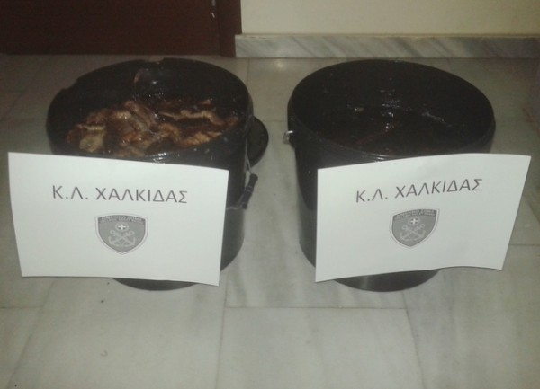 ΛΙΜΕΝΑΡΧΕΙΟ ΧΑΛΚΙΔΑΣ: Κατάσχεσε κουβάδες με αγγούρια της θάλασσας