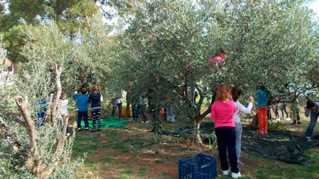Ο Μητσάρας ψάχνει άτομα για να μαζέψουν τις ελιές