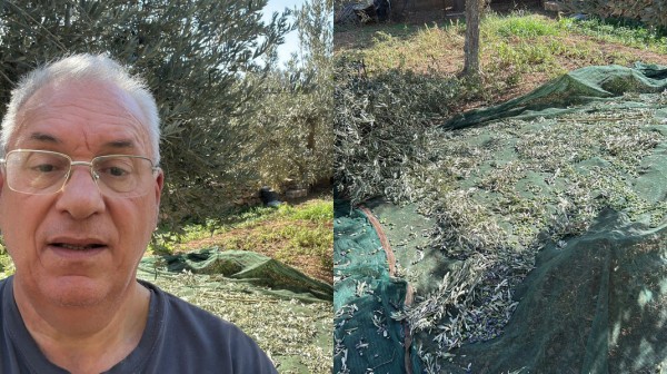 ΕΥΒΟΙΑ: Ο Κώστας Μαρκόπουλος μαζεύει ελιές στο χωράφι του