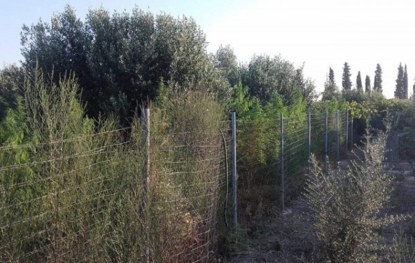 ΙΣΤΙΑΙΑ: 55χρονος καλλιεργούσε 56 δενδρύλλια χασίς μέσα σε χωράφι με ελαιόδενδρα (φωτό)