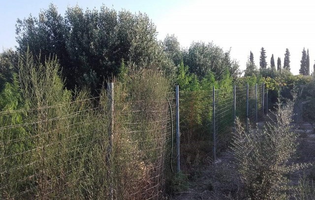 ΙΣΤΙΑΙΑ: 55χρονος καλλιεργούσε 56 δενδρύλλια χασίς μέσα σε χωράφι με ελαιόδενδρα (φωτό)