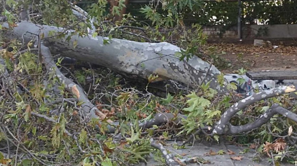 Ανδρας καθόταν σε παγκάκι και παραλίγο να τον πλακώσει πλάτανος 310 ετών!