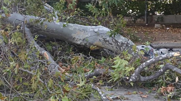 Ανδρας καθόταν σε παγκάκι και παραλίγο να τον πλακώσει πλάτανος 310 ετών!