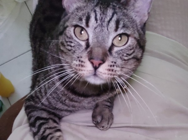 Χάθηκε πανέμορφο γατάκι στην Κάνηθο Χαλκίδας