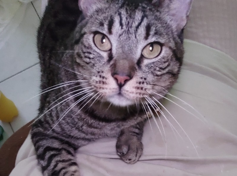 Χάθηκε πανέμορφο γατάκι στην Κάνηθο Χαλκίδας