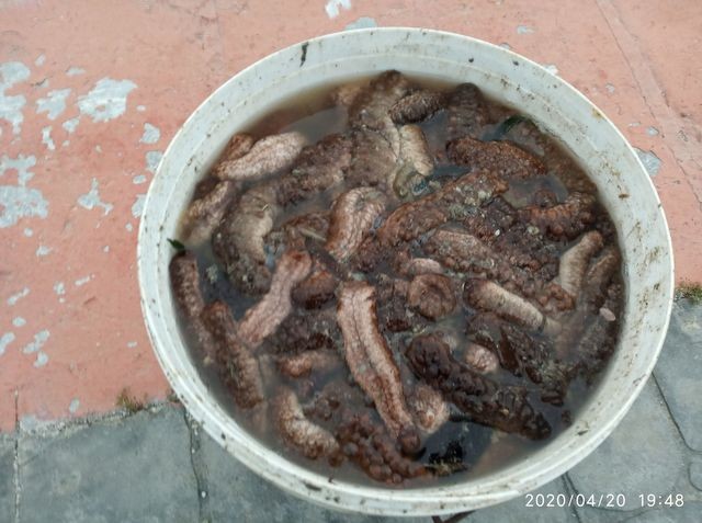 ΑΛΥΚΕΣ ΔΡΟΣΙΑΣ: Αλιευτικό σκάφος ψάρευε παράνομα αγγούρια της θάλασσας