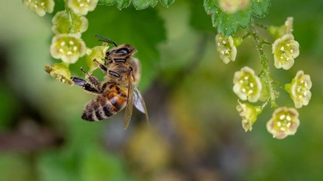 Απαγόρευση εντομοκτόνου από την Ευρωπαϊκή Ενωση