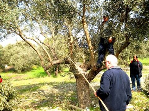 Έμαθαν να κλαδεύουν ελιές και να μαζεύουν χόρτα