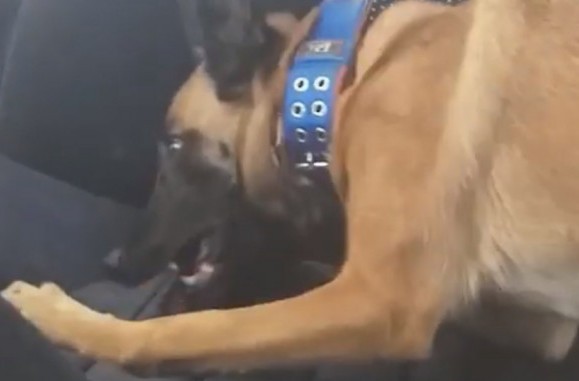 Η στιγμή που σκύλος της αστυνομίας εντοπίζει κρυμμένα 15 κιλά κάνναβη (VIDEO)