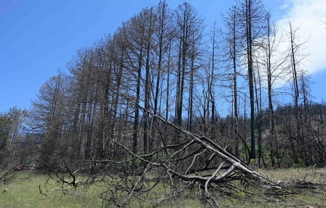 ΚΚΕ: Το κυβερνητικό σχέδιο για την Βόρεια Εύβοια έχει ήδη καταδικαστεί από το λαό