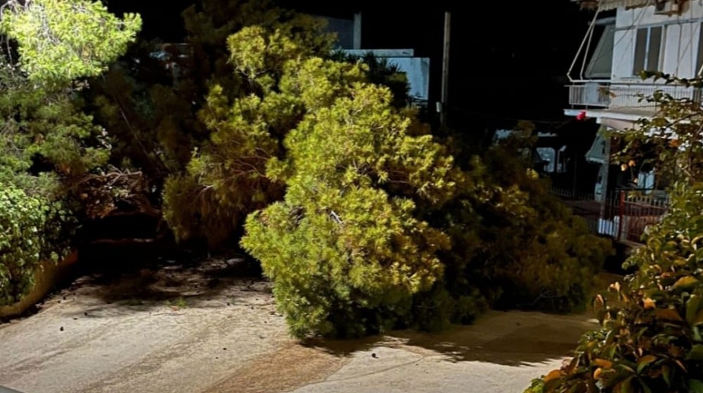 ΠΕΥΚΙ: Έπεσε πεύκο στη μέση του δρόμου