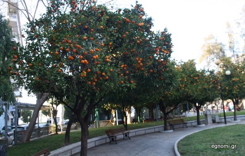 Κάνουν άραγε για γλυκό νερατζάκι;