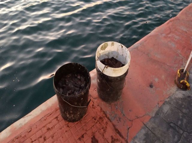 ΧΑΛΚΙΔΑ: Ερασιτέχνης ψαροντουφεκάς μάζευε παράνομα αγγούρια της θάλασσας (φωτό)