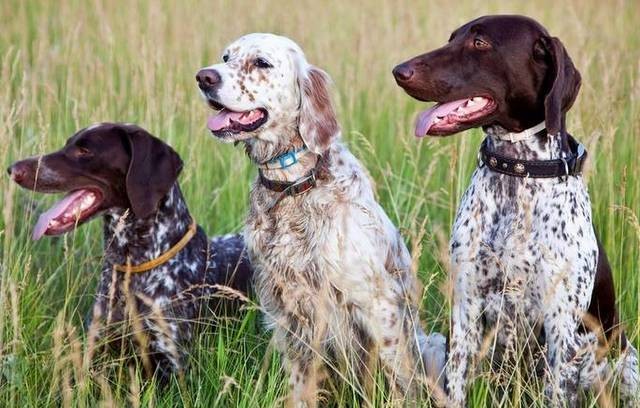 Διερευνάται η ύπαρξη κυκλώματος που κλέβει κυνηγόσκυλα στη Στερεά Ελλάδα