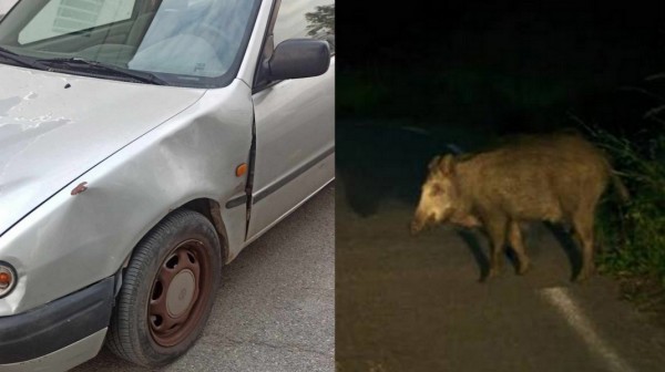 Αγριογούρουνο έπεσε πάνω σε αυτοκίνητο στο δρόμο Χαλκίδας - Δροσιάς το βράδυ της Μεγάλης Δευτέρας