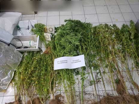 ΑΥΛΙΔΑ: Καλλιεργούσε χασισοφυτεία στο δώμα της ταράτσας