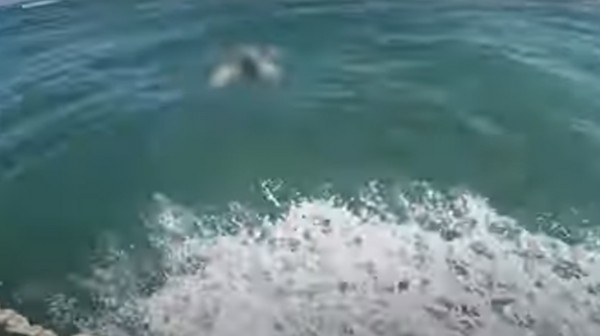 Τραβούσε βίντεο και βρήκε πτώμα στη θάλασσα (VIDEO)